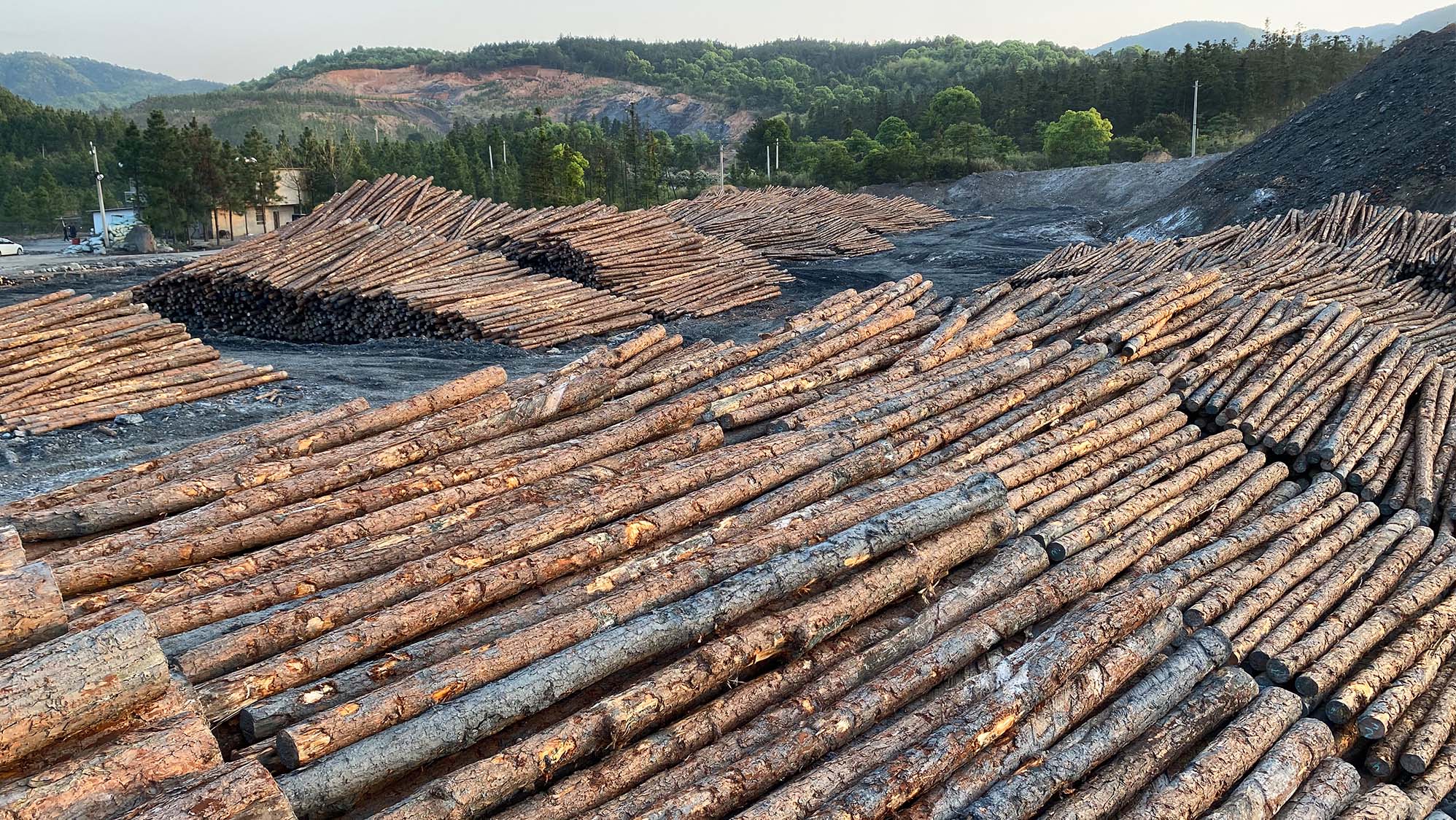 大量綠化桿杉木支撐條 打樁工程建造河道駁岸原木各式規格